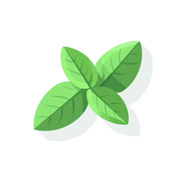 green basil leaves on white background clip art preview