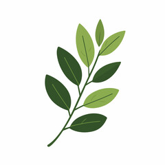 Very Simple flat 2D icon green olive leaf isolated on a white background, vector, flat design, animation design, simple flat 2D icon, minimalist design, clipart	