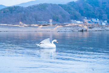 河口湖にいる白鳥