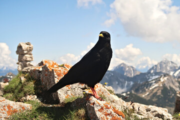 Cheeky black bird, alpine chough sitting on a stone nearby in front of a scenic mountain panorama,...