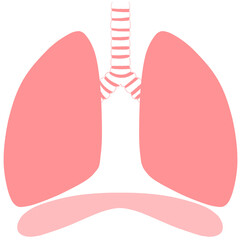健康な肺と横隔膜のイラスト