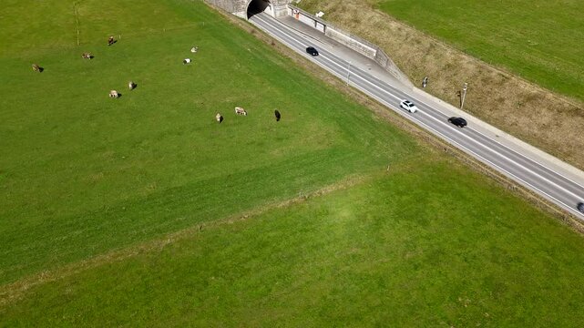 Green pasture with cows grazing near a highway. A tunnel passes under the road. A white car and a black car drive on the asphalt. Fence posts mark the field&rsquo;s boundary. Rural and urban elements meet.