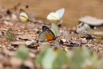 Butterflies seasoning near the small pond in the nature, summer in Thailand