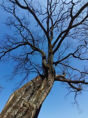 dead tree on blue sky
