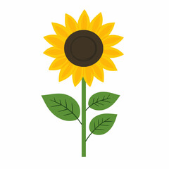 Fototapeta premium A Simple flat 2D icon sunflower branch isolated on a white background, vector, flat design, animation design, simple flat 2D icon, minimalist design, clipart