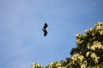 The stork in the sky flies over the trees