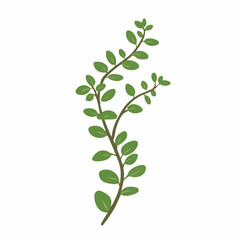 Very Simple flat 2D icon thyme branch isolated on a white background, vector, flat design, animation design, simple flat 2D icon, minimalist design, clipart