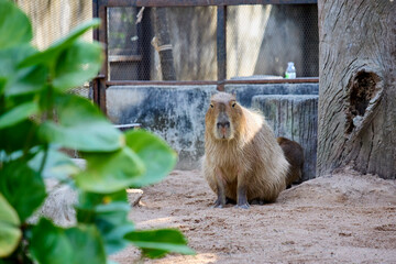 A capybara sits in a zoo enclosure