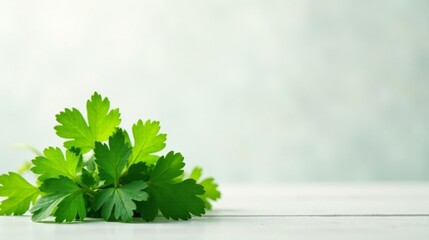 Fototapeta premium Fresh Parsley Sprig on White Surface with Ample Copy Space for Culinary or Health-Related Designs