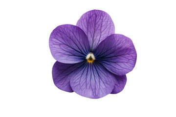 Elegant purple violet flower in full bloom showcasing intricate petal patterns and vibrant colors isolated on transparent background