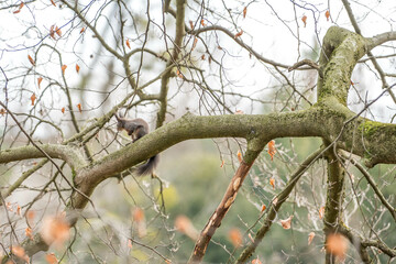 Eichhörnchen auf Buche