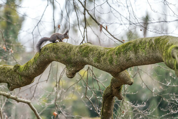 Eichhörnchen auf Buche