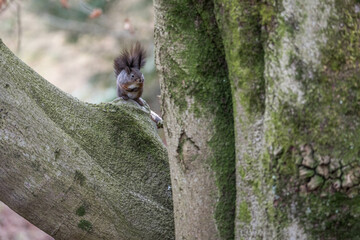 Eichhörnchen auf Buche