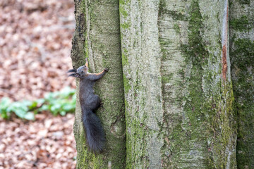 Eichhörnchen auf Buche