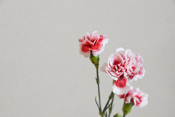 紅白のカーネーション