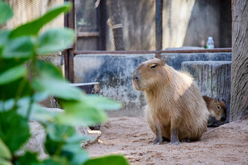 A capybara sits in a zoo enclosure