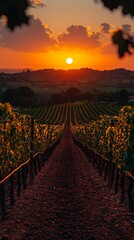 Fototapeta premium Sunset Vineyard Landscape