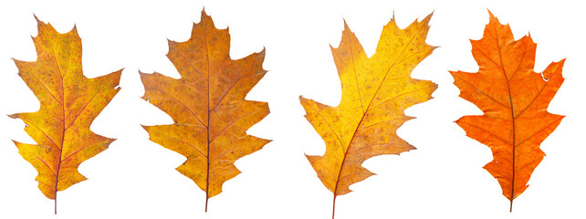 Set of autumn leaves isolated on white background. High resolution