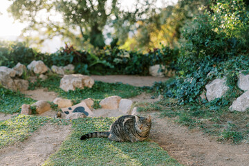 Tabby gray cat sits squinting on the grass near the path