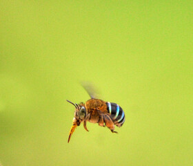 bee flying