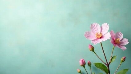 Delicate Pink Blossoms on a Soft Aqua Background, a Serene Floral Image Perfect for Springtime Designs and Gentle Greetings