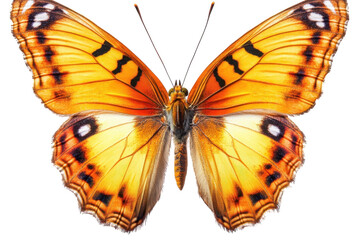 Fototapeta premium A vibrant orange butterfly spreads its wings in detailed display against a white background isolated on transparent background