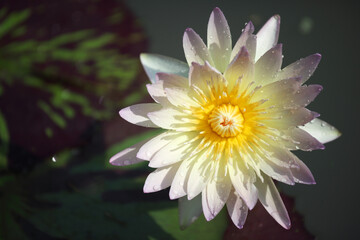 Delicate Water Lily Blooming in a Tranquil Pond Environment