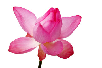 Fototapeta premium Beautiful Pink Lotus Flower Isolated on White Background
