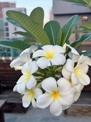 Sunlit by the rising sun blossom of the frangipani tree - a view from the rooftop of a high rise in...