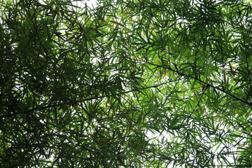 Lush Green Bamboo Canopy Filtering Soft Natural Light from Above