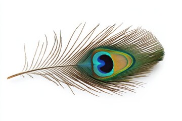 Obraz premium A vibrant peacock feather displaying stunning colors and intricate patterns against a white backdrop isolated on transparent background