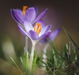 Krokusse auf der Wiese