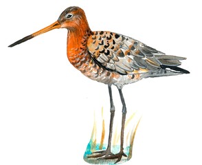 Hand painted watercolor black-tailed godwit on white background.