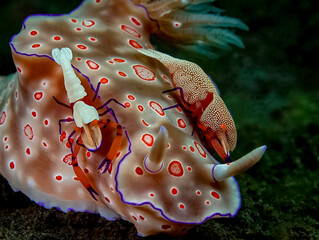 The Emperor's Guard: A Close-Up of a Magnificent Emperor Shrimp