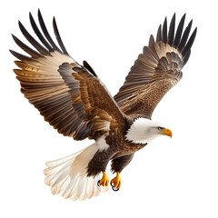 Fototapeta premium American Bald Eagle In Flight