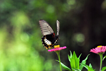 butterfly on a flower