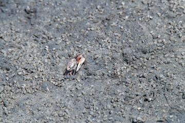 Marshland Crab Burrows back into the  Sand at Low Tide in a Salt Water Marsh
