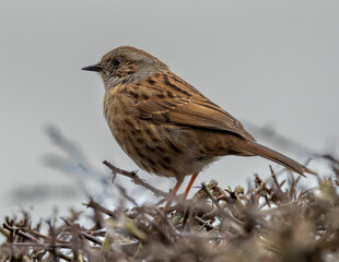 Large image of a dunnock. British bird in the sparrow family.
