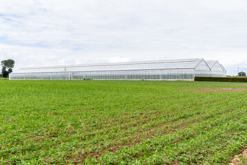 Fototapeta premium Large greenhouses in the countryside of Belgium on a cloudy sunmer day