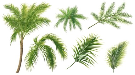 Detailed Palm Tree Branches Set Illustration on Isolated Background