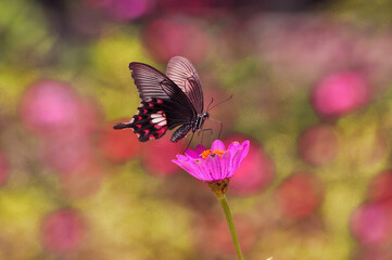 butterfly on pink flower