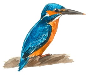 Kingfisher hand painted with watercolors on white background.