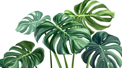 Professional Tropical Monstera Plant Vector with Big Green Leaves for Creative Designs