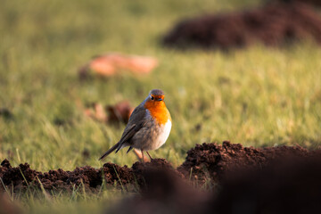 European Robin (Erithacus rubecula) perched on a mound of soil in a grassy field