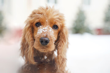 A dog of the spaniel breed with snow on its nose. Portrait in Winter