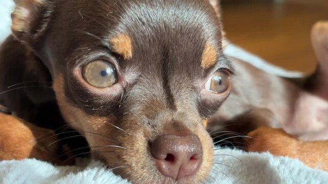 Curious puppy basks in sunlight, experiencing gentle drowsiness