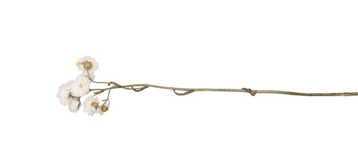 Delicate white dried macro flower herbarium vintage blooming against cut out transparent...
