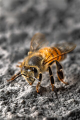 Extreme Macro Close-up of a Honeybee, Detailed Fur, Transparent Wings, Striking Yellow, Black Stripes on a Textured Surface