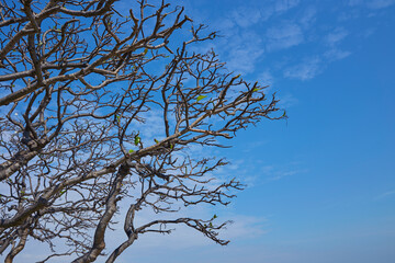 Silhouette Plumeria tree with vivid sky background
