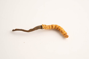 Cordyceps sinensis or Ophiocordyceps sinensis isolated on white background, mushroom herb treatment medicine.